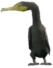 a_c_cormorant ped model in GTA 5