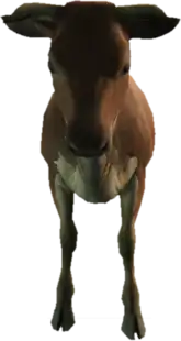 a_c_cow ped model in GTA 5