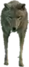 a_c_coyote ped model in GTA 5
