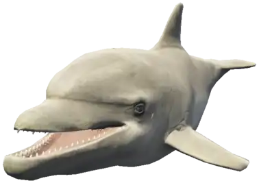 a_c_dolphin ped model in GTA 5