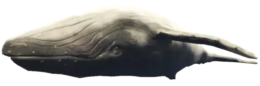 a_c_humpback ped model in GTA 5