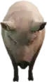 a_c_pig ped model in GTA 5