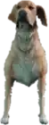 a_c_retriever ped model in GTA 5