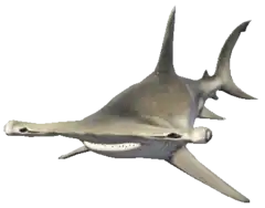 a_c_sharkhammer ped model in GTA 5