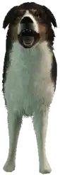 a_c_shepherd ped model in GTA 5